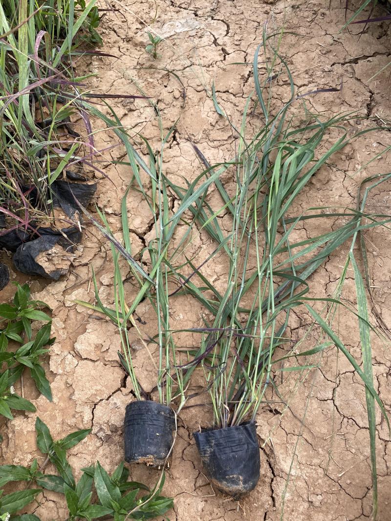 柳枝稷自产自销柳枝稷种植基地柳枝稷60万低价处理