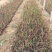 血草自产自销血草种植基地血草低价处理