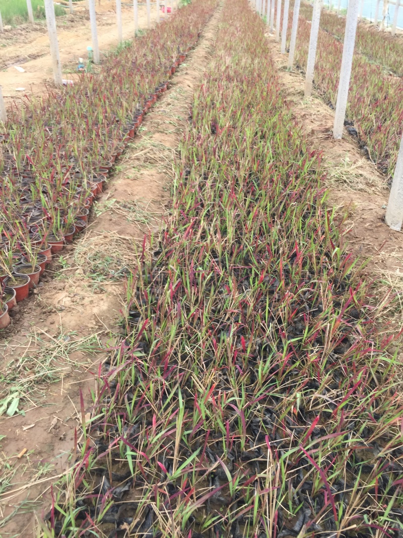 血草自产自销血草种植基地血草低价处理