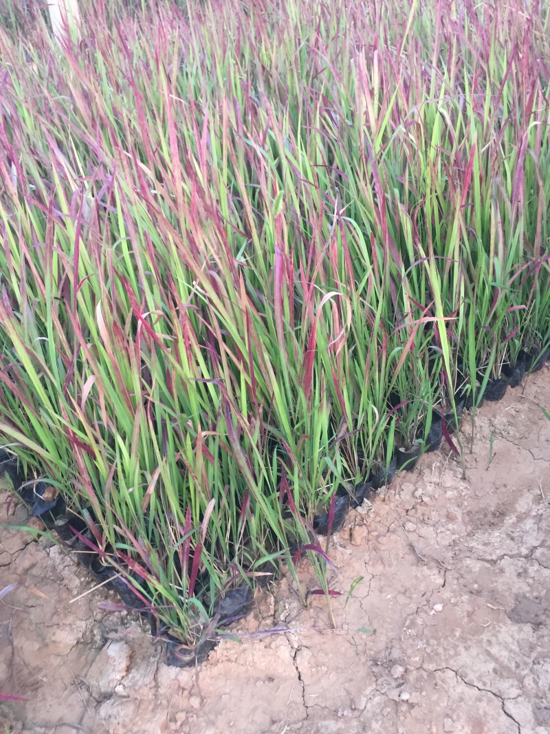 血草自产自销血草种植基地血草低价处理