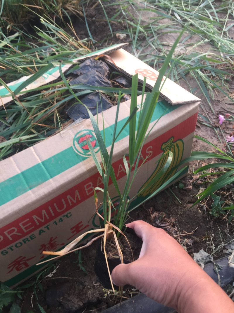 血草自产自销血草种植基地血草低价处理