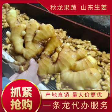 山东大黄姜货源充足质量保证一条龙服务，产地直发