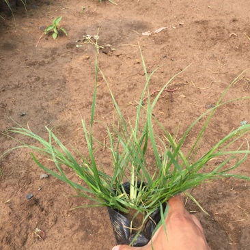 小兔子狼尾草种植基地小兔子狼尾草自产自销60万低价