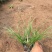 小兔子狼尾草种植基地小兔子狼尾草自产自销60万低价