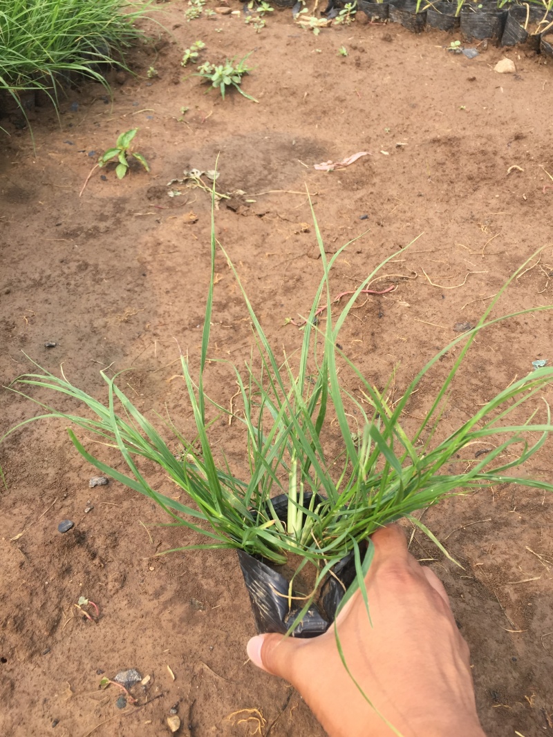 小兔子狼尾草种植基地小兔子狼尾草自产自销60万低价
