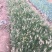 小兔子狼尾草种植基地小兔子狼尾草自产自销60万低价