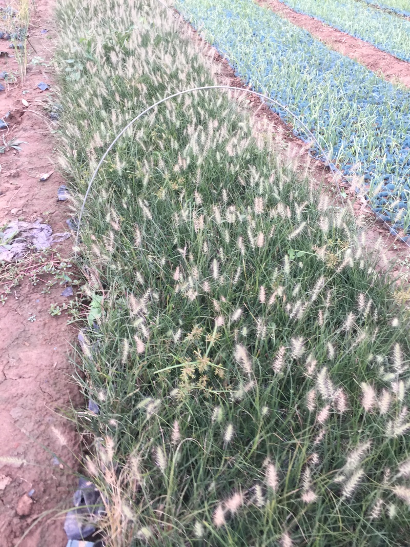 小兔子狼尾草种植基地小兔子狼尾草自产自销60万低价