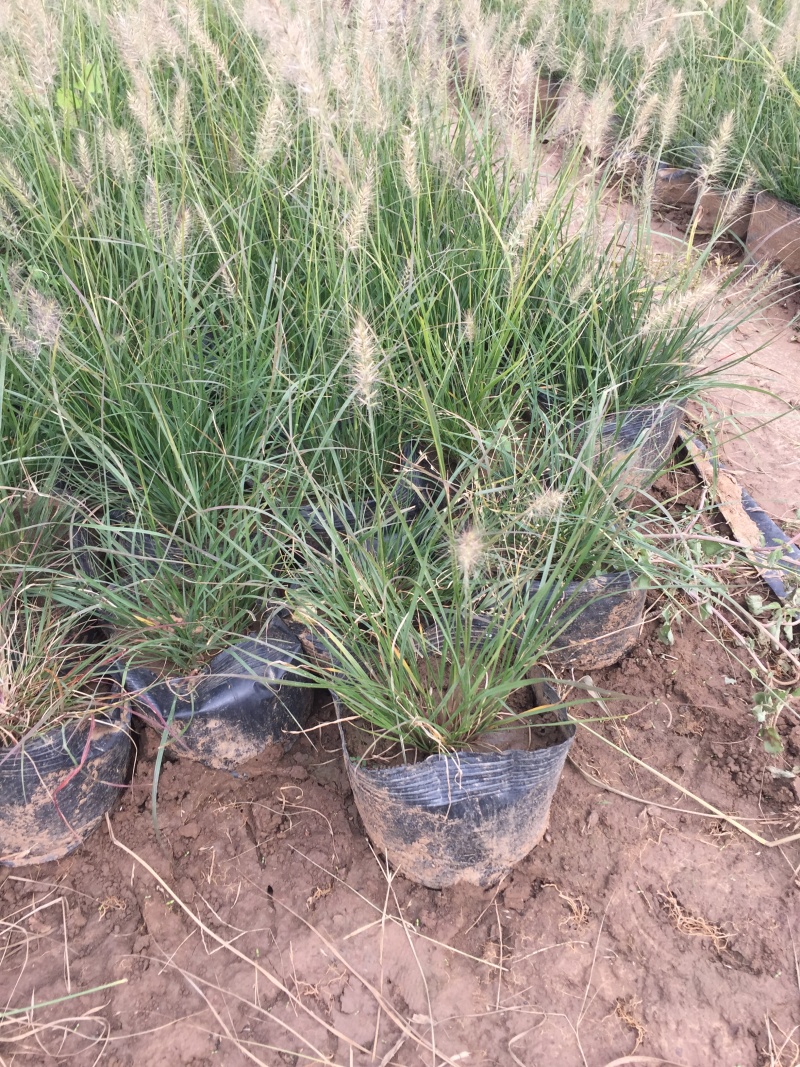小兔子狼尾草种植基地小兔子狼尾草自产自销60万低价