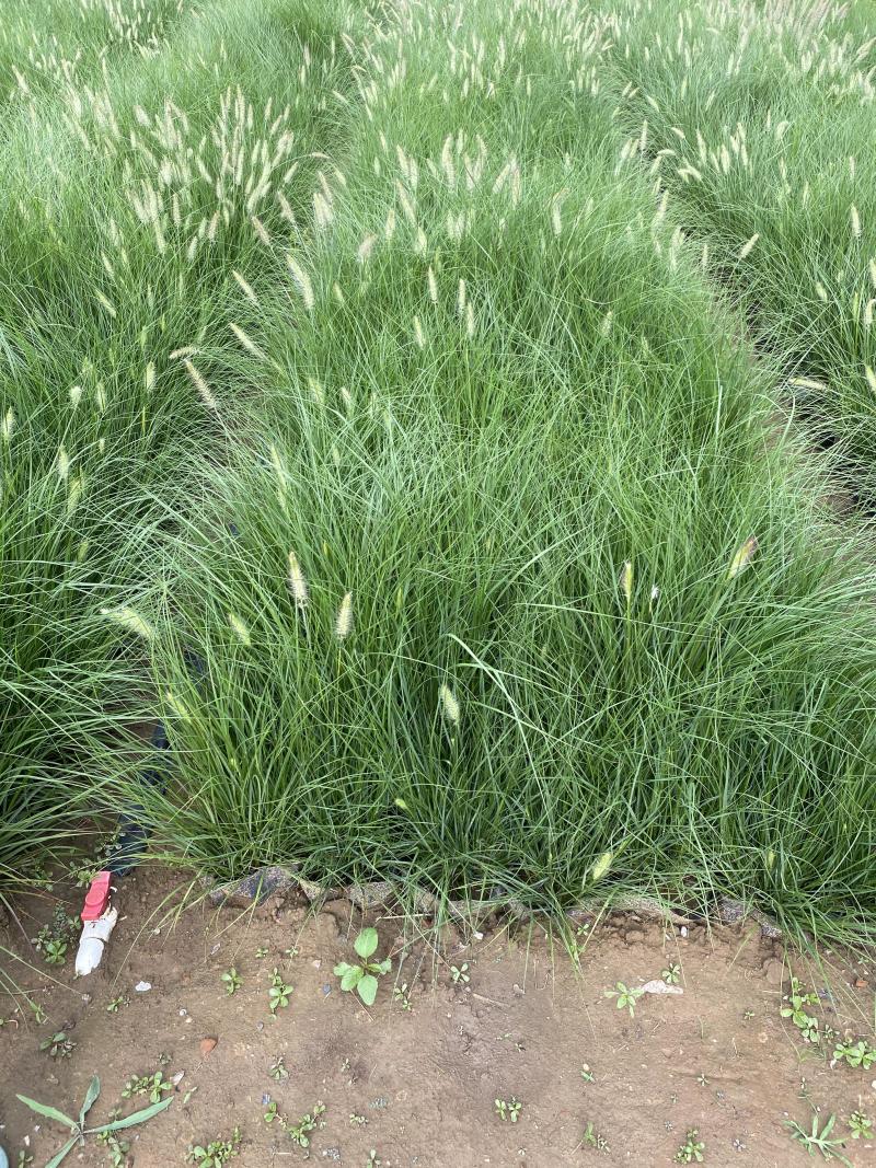 小兔子狼尾草种植基地小兔子狼尾草自产自销60万低价