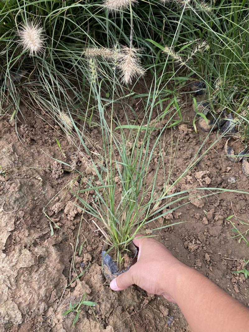 小兔子狼尾草种植基地小兔子狼尾草自产自销60万低价