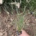 小兔子狼尾草种植基地小兔子狼尾草自产自销60万低价