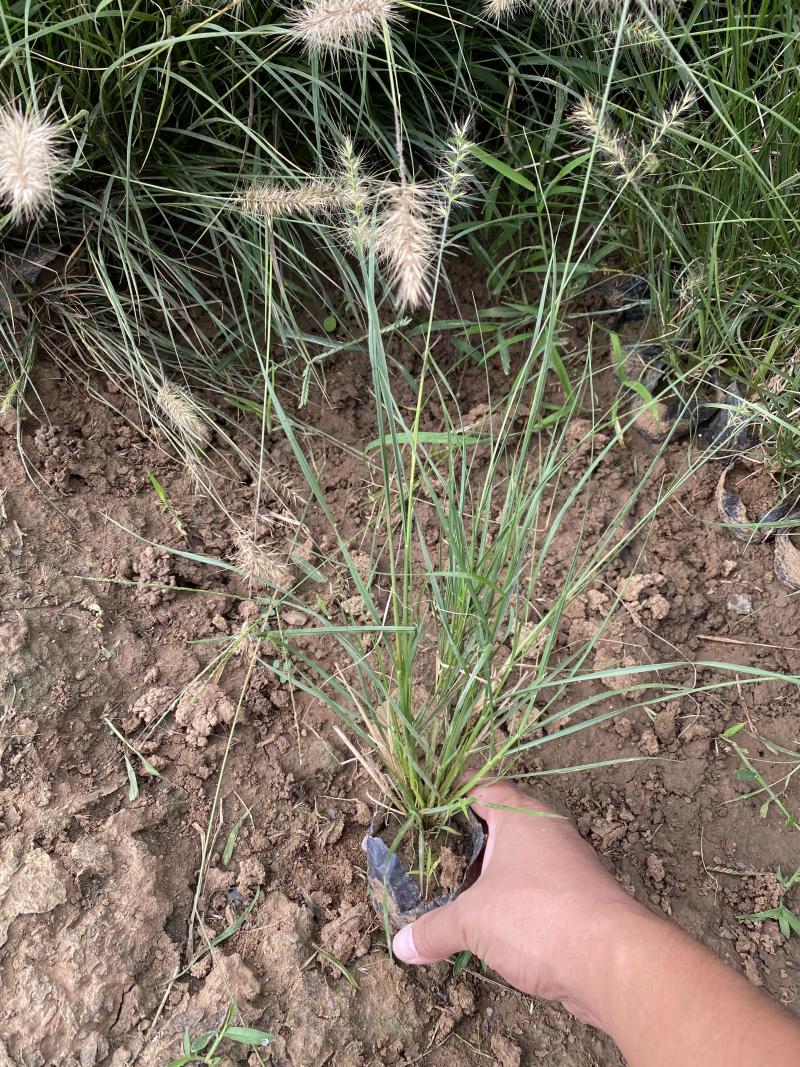 小兔子狼尾草种植基地小兔子狼尾草自产自销60万低价