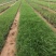小兔子狼尾草种植基地小兔子狼尾草自产自销60万低价