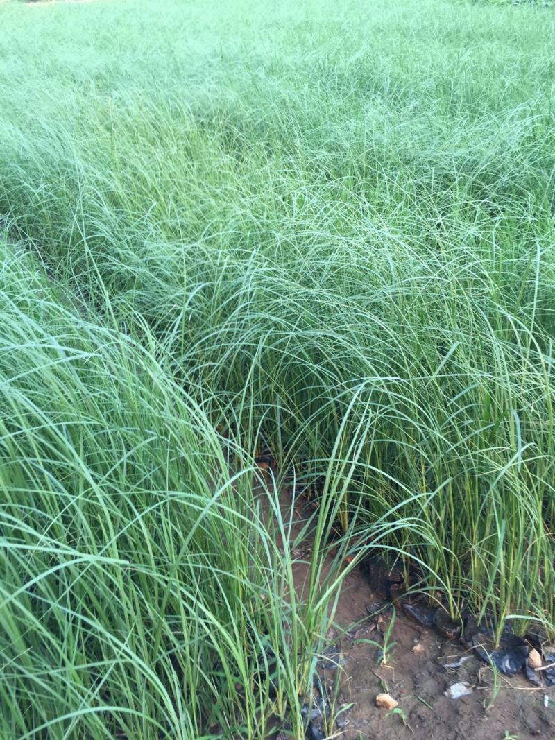 紫穗狼尾草种植基地紫穗狼尾草农户直销600万狼尾草处理