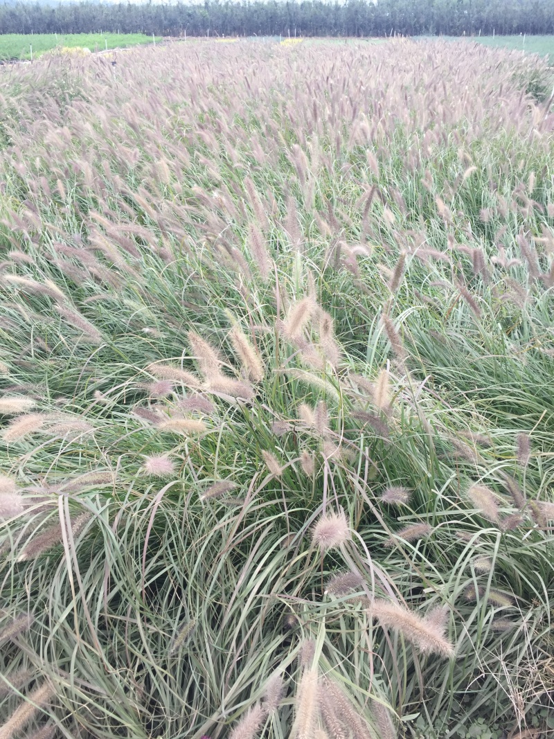 紫穗狼尾草种植基地紫穗狼尾草农户直销600万狼尾草处理