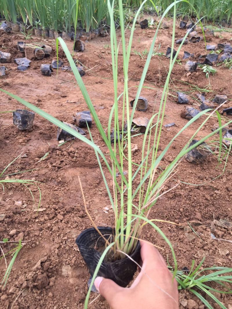 紫穗狼尾草种植基地紫穗狼尾草农户直销600万狼尾草处理