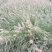 紫穗狼尾草种植基地紫穗狼尾草农户直销600万狼尾草处理