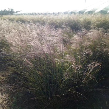 矢羽芒自产自销矢羽芒种植基地60万矢羽芒低价处理