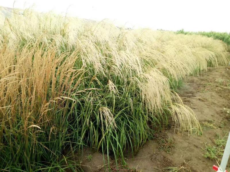 矢羽芒自产自销矢羽芒种植基地60万矢羽芒低价处理