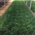 粉蒲苇自产自销粉蒲苇种植基地粉蒲苇