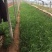 粉蒲苇自产自销粉蒲苇种植基地粉蒲苇