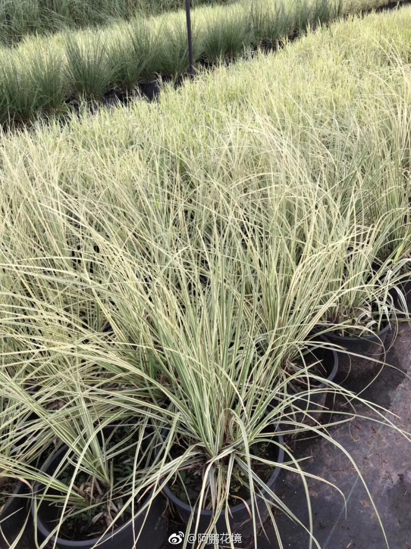 花叶蒲苇自产自销花叶蒲苇种植基地花叶蒲苇