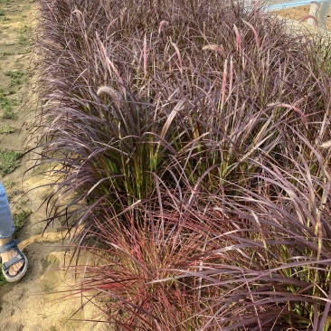 紫叶狼尾草自产自销紫叶狼尾草种植基地处理