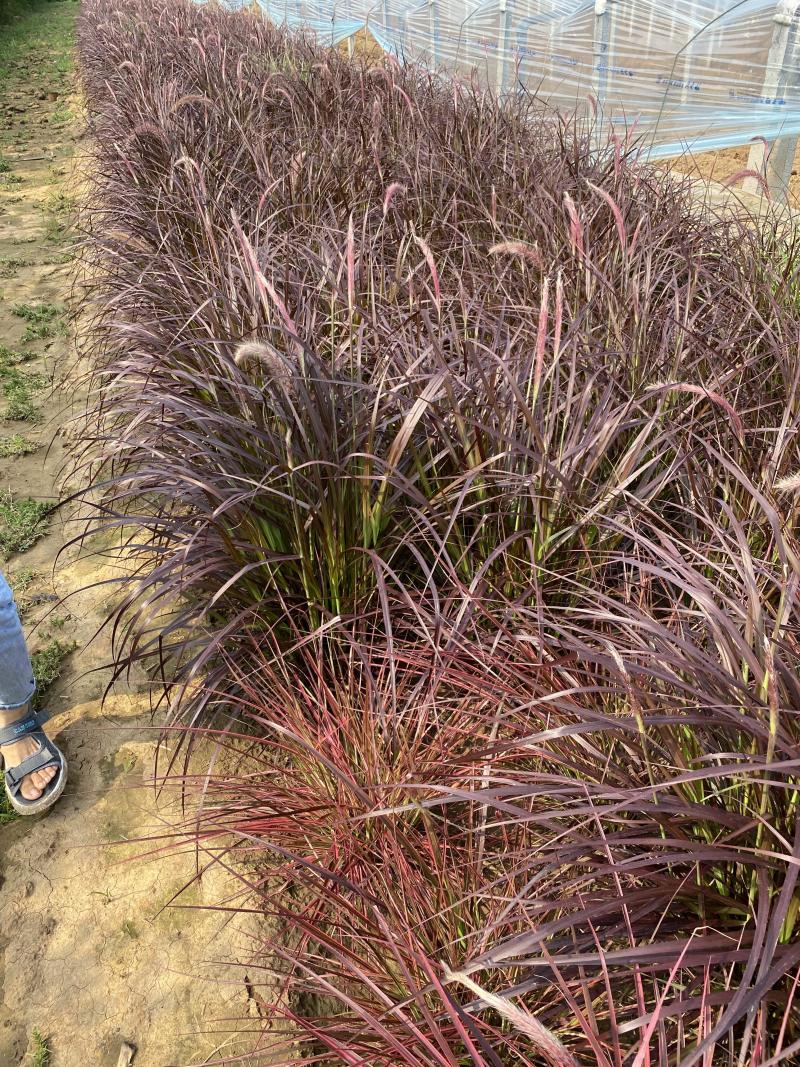 紫叶狼尾草自产自销紫叶狼尾草种植基地处理