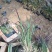 紫叶狼尾草自产自销紫叶狼尾草种植基地处理