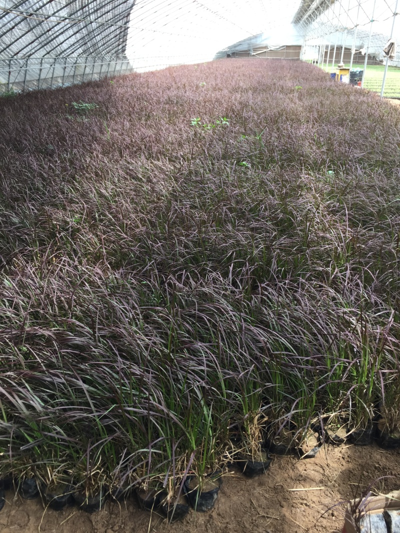 紫叶狼尾草自产自销紫叶狼尾草种植基地处理