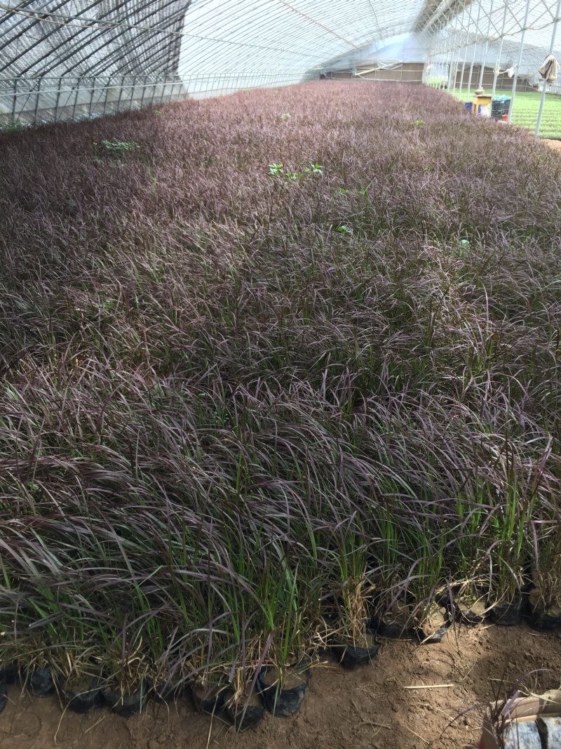 紫叶狼尾草自产自销紫叶狼尾草种植基地处理