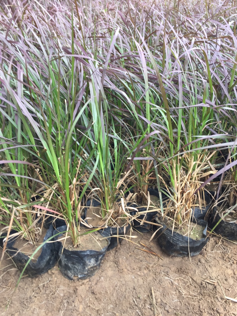 紫叶狼尾草自产自销紫叶狼尾草种植基地处理