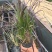 紫叶狼尾草自产自销紫叶狼尾草种植基地处理