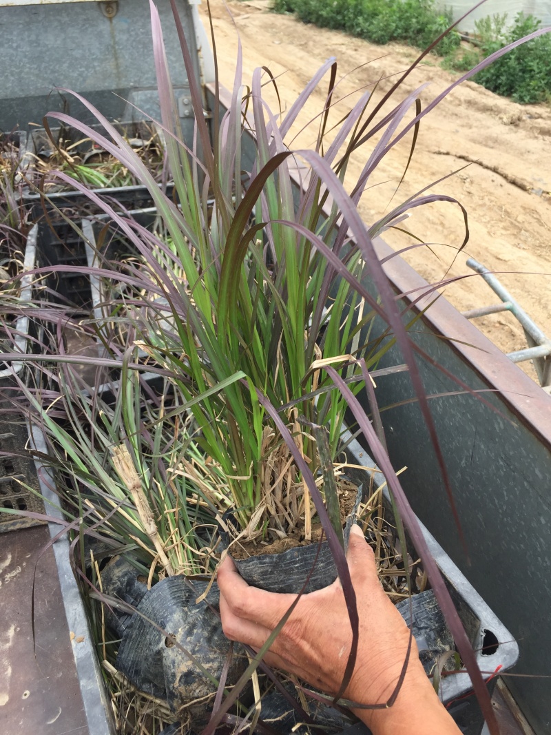 紫叶狼尾草自产自销紫叶狼尾草种植基地处理