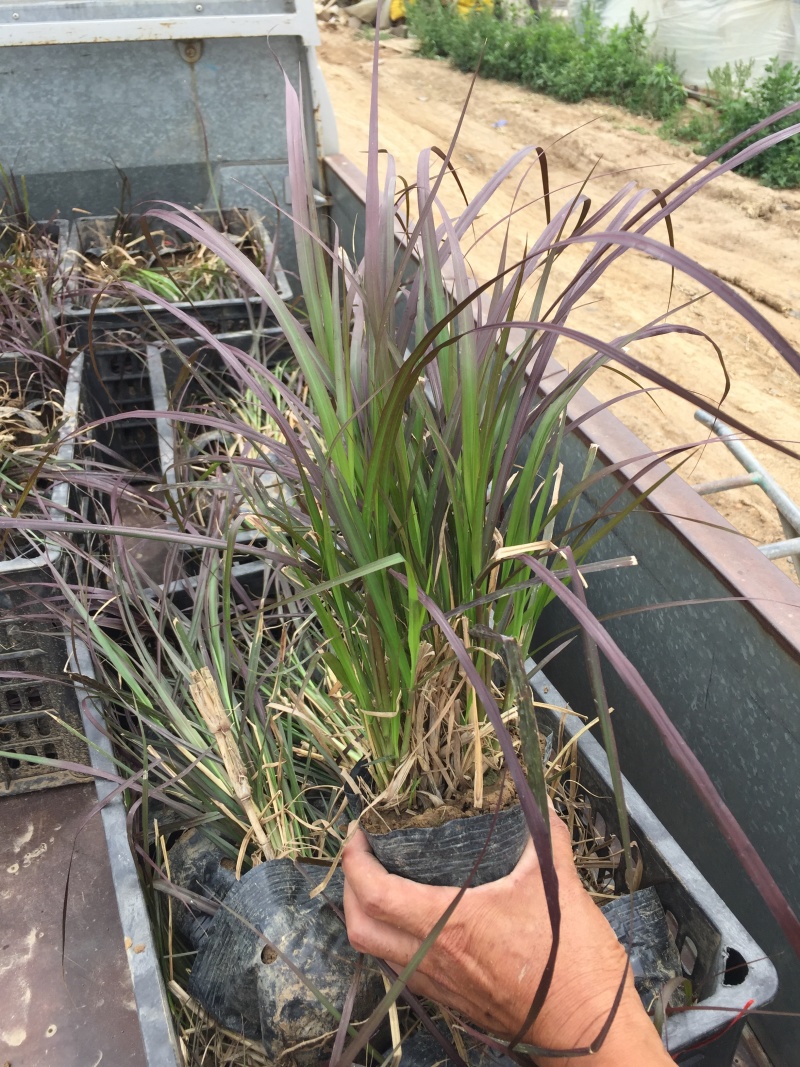 紫叶狼尾草自产自销紫叶狼尾草种植基地处理