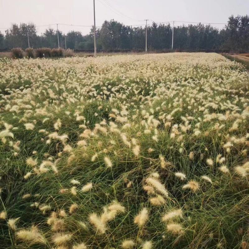 白美人狼尾草自产自销白美人狼尾草种植基地