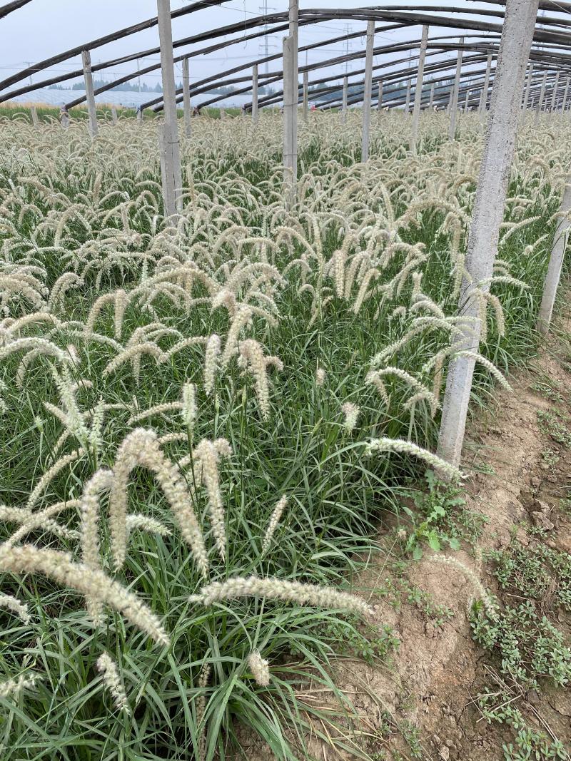 大布尼狼尾草农户直销大布尼狼尾草种植基地