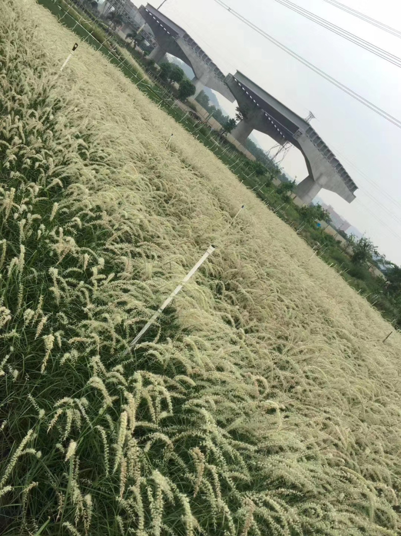 大布尼狼尾草农户直销大布尼狼尾草种植基地