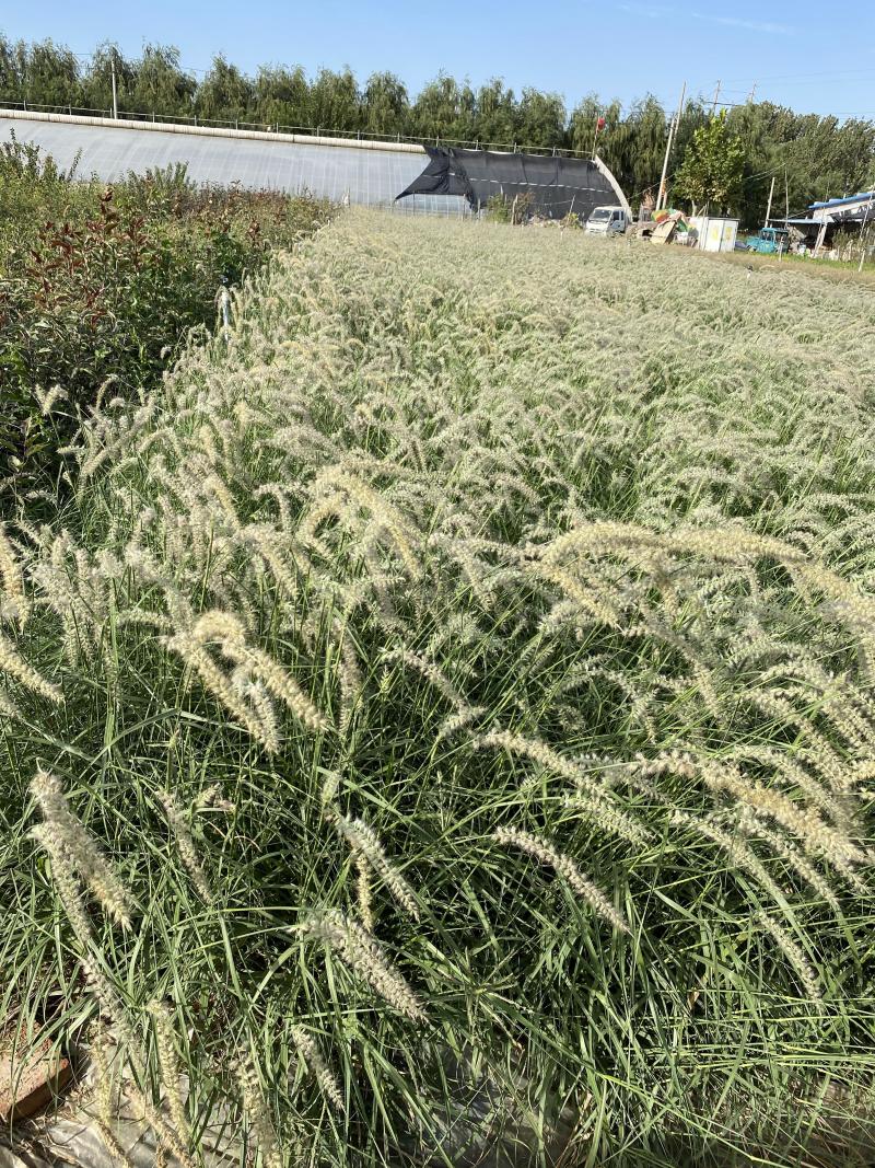 大布尼狼尾草农户直销大布尼狼尾草种植基地