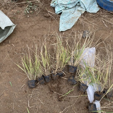 画眉草自产自销画眉草种植基地画眉草100万低价处理