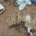 画眉草自产自销画眉草种植基地画眉草100万低价处理