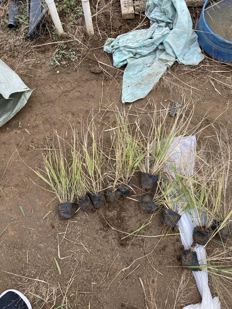 画眉草自产自销画眉草种植基地画眉草100万低价处理