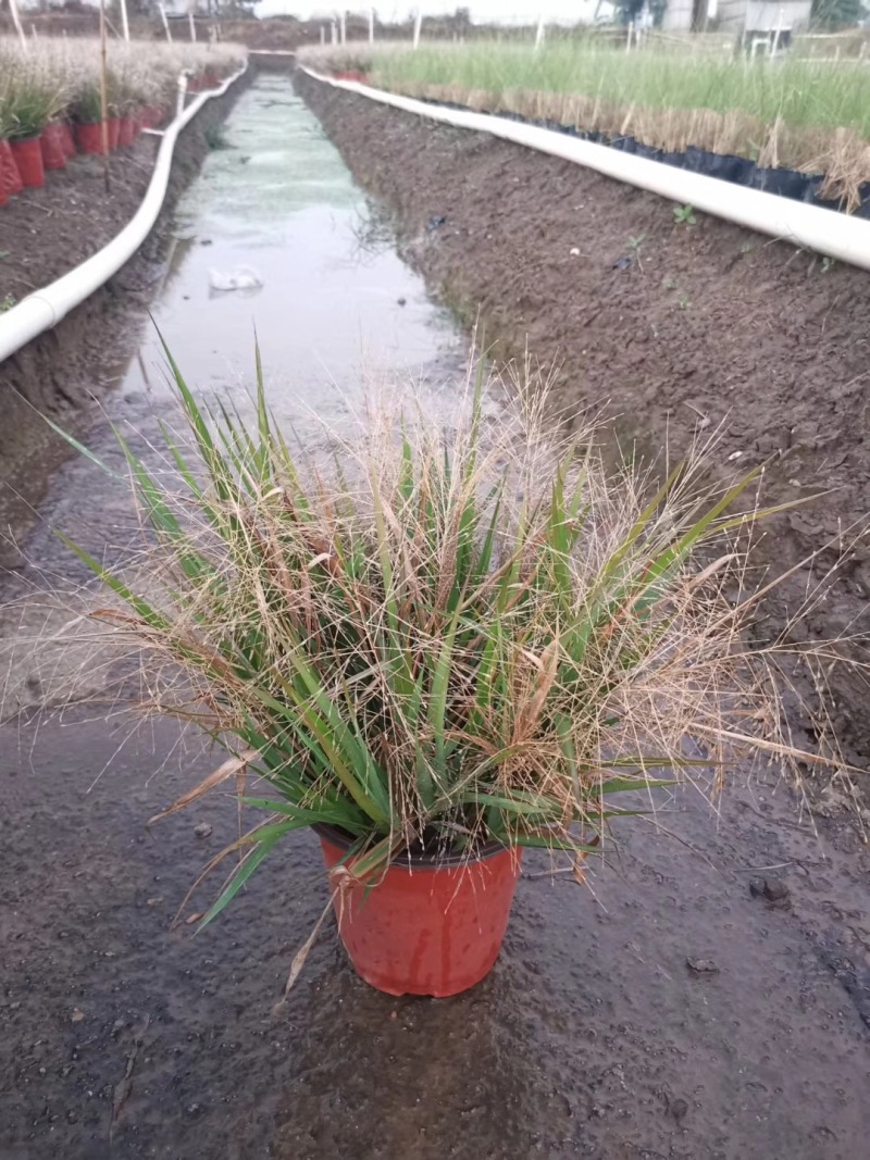 画眉草自产自销画眉草种植基地画眉草100万低价处理