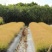 画眉草自产自销画眉草种植基地画眉草100万低价处理