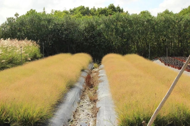 画眉草自产自销画眉草种植基地画眉草100万低价处理