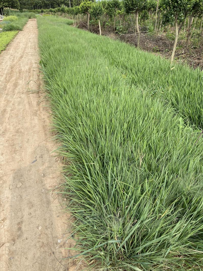 画眉草自产自销画眉草种植基地画眉草100万低价处理