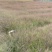 画眉草自产自销画眉草种植基地画眉草100万低价处理