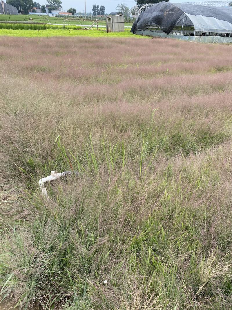 画眉草自产自销画眉草种植基地画眉草100万低价处理