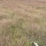 画眉草自产自销画眉草种植基地画眉草100万低价处理