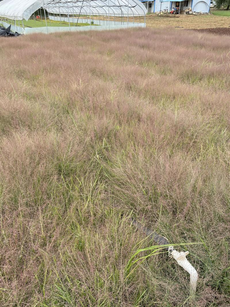 画眉草自产自销画眉草种植基地画眉草100万低价处理